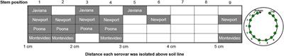 Colonization and Internalization of Salmonella enterica and Its Prevalence in Cucumber Plants